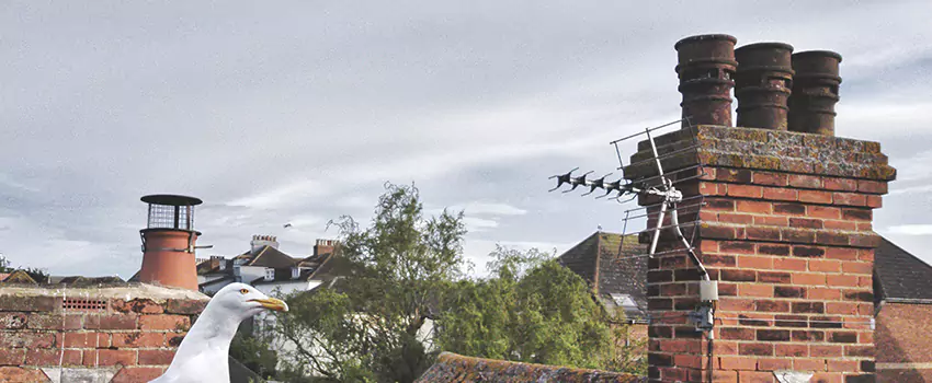 Chimney Cleaning And Restoration in Estelle, Louisiana
